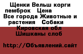 Щенки Вельш корги пемброк › Цена ­ 35 000 - Все города Животные и растения » Собаки   . Кировская обл.,Шишканы слоб.